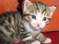 17_Boeschs_Katzenkinder_1920