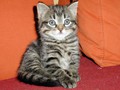18_Boeschs_Katzenkinder_1977