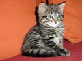 19_Boeschs_Katzenkinder_1980