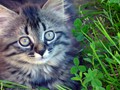 23_Boeschs_Katzenkinder_1994o