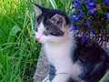24_Boeschs_Katzenkinder_0710