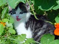 25_Boeschs_Katzenkinder_0729