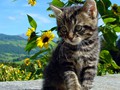 26_Boeschs_Katzenkinder_1380