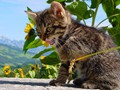 27_Boeschs_Katzenkinder_1333