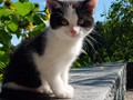 28_Boeschs_Katzenkinder_1398