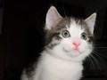 29_Boeschs_Katzenkinder_0026