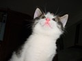 30_Boeschs_Katzenkinder_0028