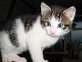 31_Boeschs_Katzenkinder_0062