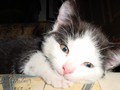 32_Boeschs_Katzenkinder_1042