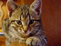 34_Boeschs_Katzenkinder_1220