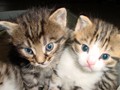 36_Boeschs_Katzenkinder_1931