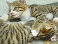 37_Boeschs_Katzenkinder_0087