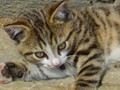 38_Boeschs_Katzenkinder_0051