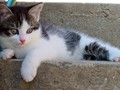 39_Boeschs_Katzenkinder_0740