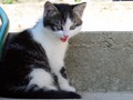 40_Boeschs_Katzenkinder_0747