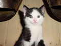 43_Boeschs_Katzenkinder_0957