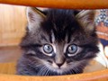 44_Boeschs_Katzenkinder_1994q