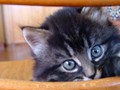 45_Boeschs_Katzenkinder_1013