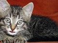 46_Boeschs_Katzenkinder_1345