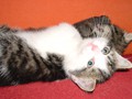 47_Boeschs_Katzenkinder_0653