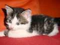 48_Boeschs_Katzenkinder_0658