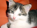 49_Boeschs_Katzenkinder_0660