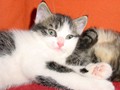 50_Boeschs_Katzenkinder_0677