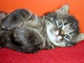 51_Erdmännli_oder_Katze_0675