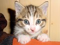 54_Boeschs_Katzenkinder_2053