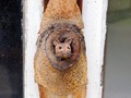 29_haselmaus_9653