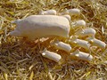 33_schwein_mit_ferkel_0000